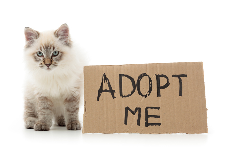 Kitten-AdoptMe
